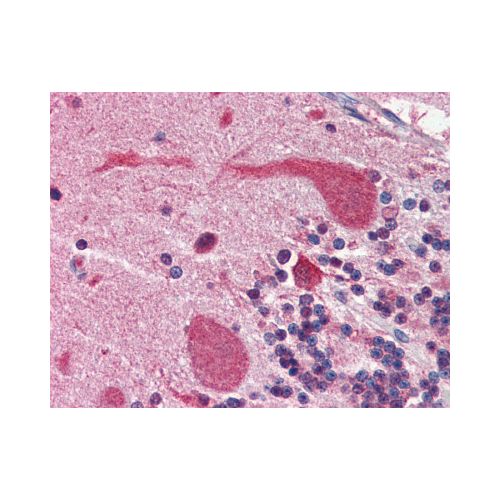 Heat Shock Protein 90 (aa1-732) (4F10) antibody