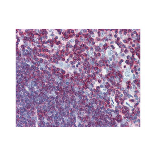 CD45 (aa1029-1249) (3G4) antibody