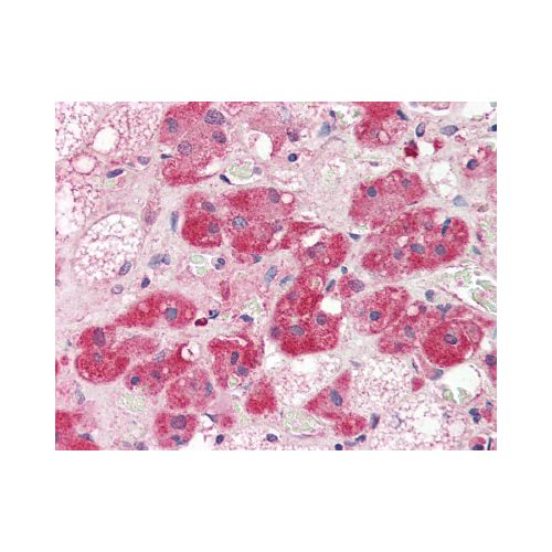 NT5E / CD73 (aa27-252) (2B6) antibody