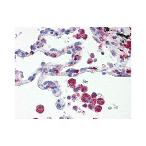 IRF7 (aa1-150) (3D9) antibody