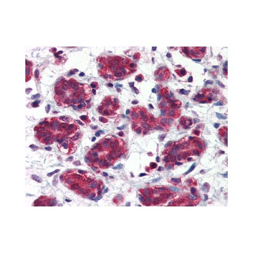 FOLH1 / PSMA (aa117-351) (K1H7) antibody