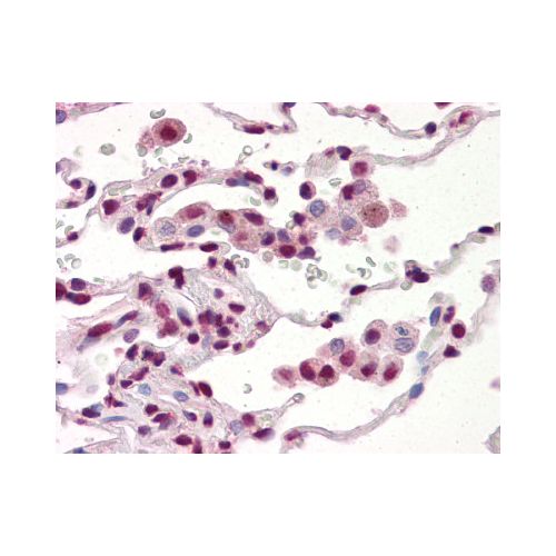 TARDBP (aa1-260) (K1B8) antibody