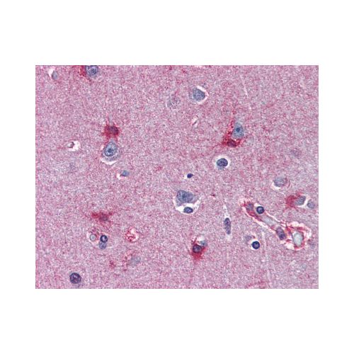 MAT2A (aa1-395) (AT3A2) antibody