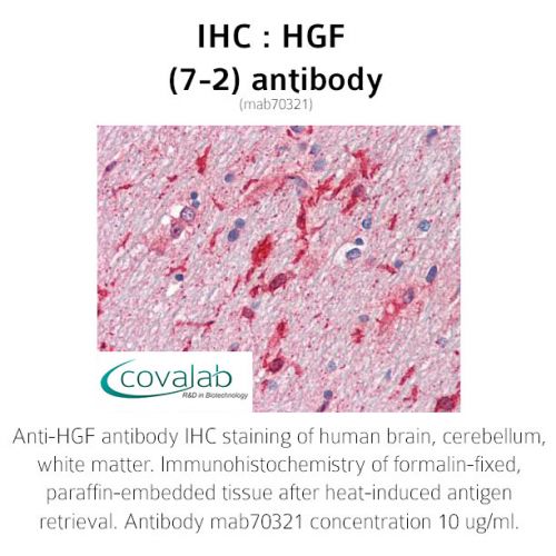 HGF (7-2) antibody