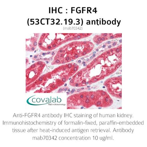 FGFR4 (53CT32.19.3) antibody