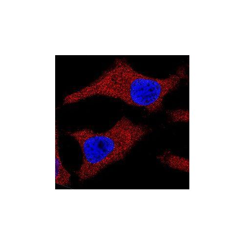 Cytochrome c antibody (7H8.2C12)