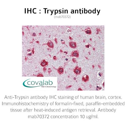 Trypsin antibody