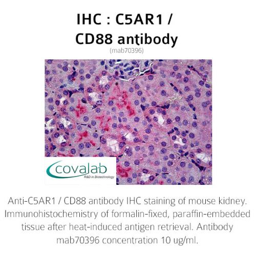 C5AR1 / CD88 antibody