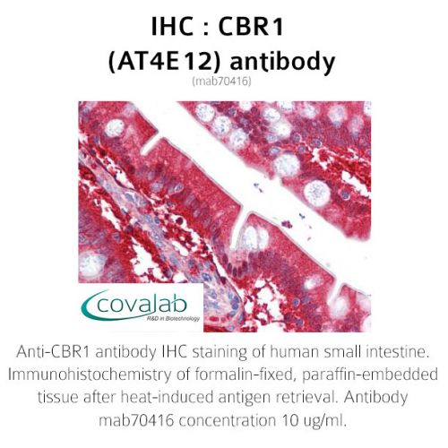 CBR1 (AT4E12) antibody