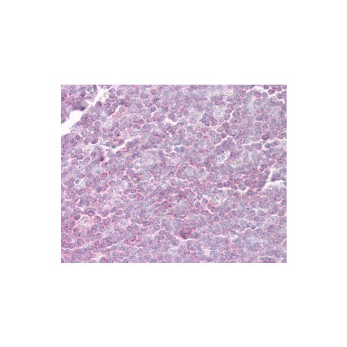 RELA antibody (112A1021)