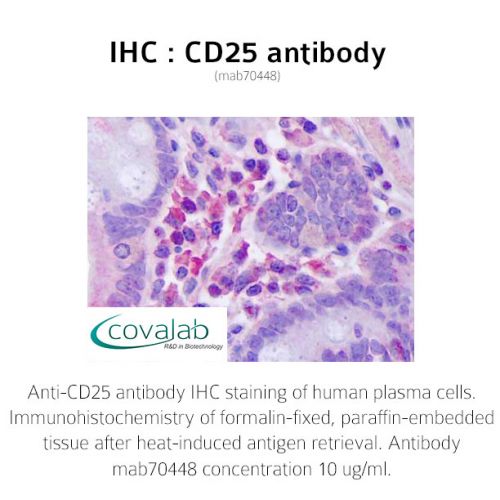 CD25 antibody