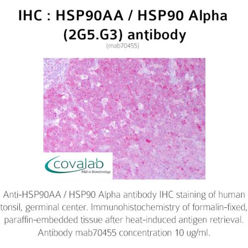 HSP90AA / HSP90 Alpha (2G5.G3) antibody