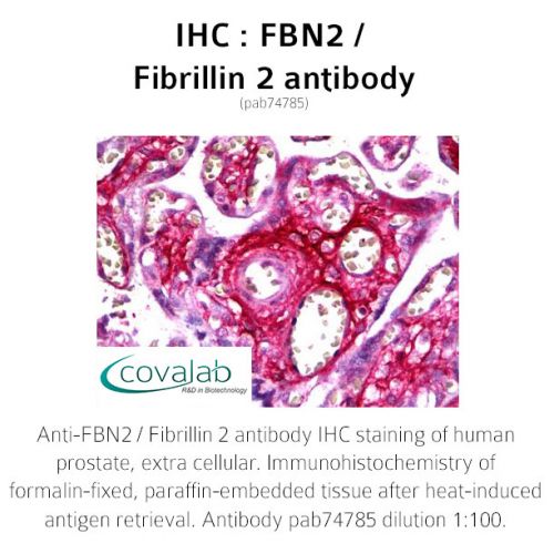 FBN2 / Fibrillin 2 antibody