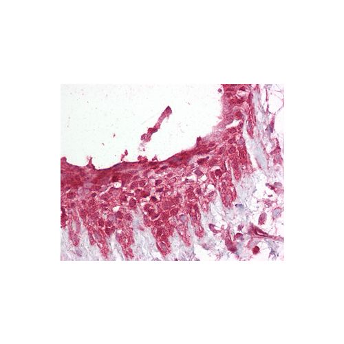 PELI1 (aa121-135) antibody
