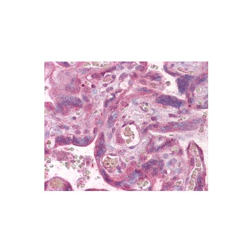 PLK1 (aa100-200) antibody