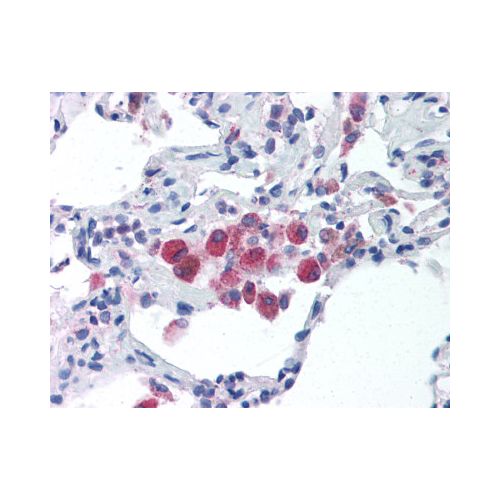 TLR5 (C-Terminus) antibody