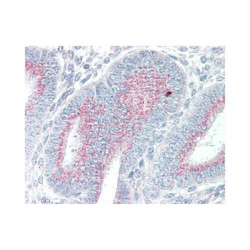 ORAI3 (N-Terminus) antibody
