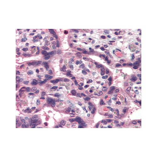 TL1A (N-Terminus) antibody