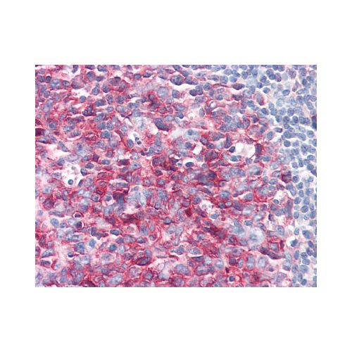 PAG1 / PAG (aa97-432) antibody