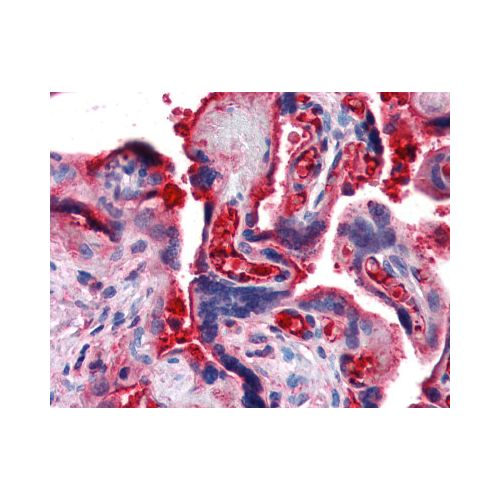 C4B antibody