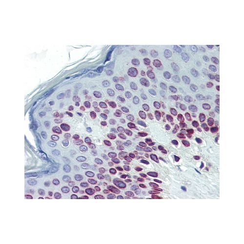 Lamin C (N-Terminus) antibody