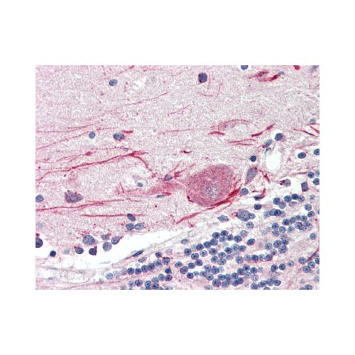 TLR3 (C-Terminus) antibody