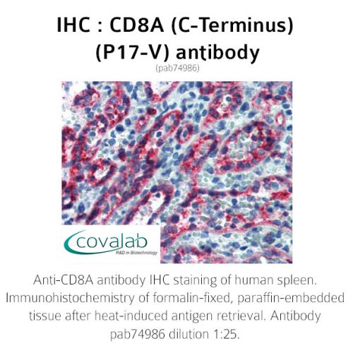 CD8A (C-Terminus) (P17-V) antibody