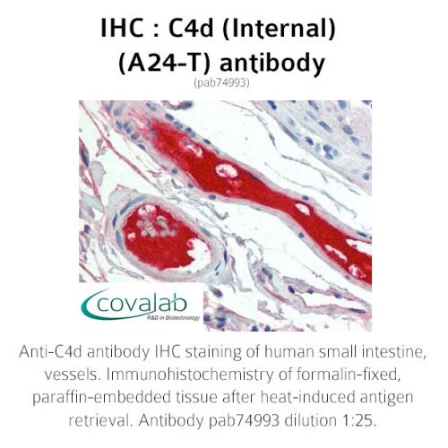 C4d (Internal) (A24-T) antibody