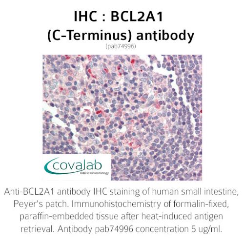BCL2A1 (C-Terminus) antibody