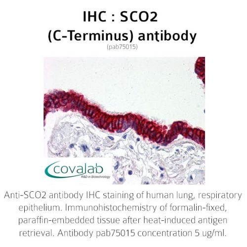 SCO2 (C-Terminus) antibody
