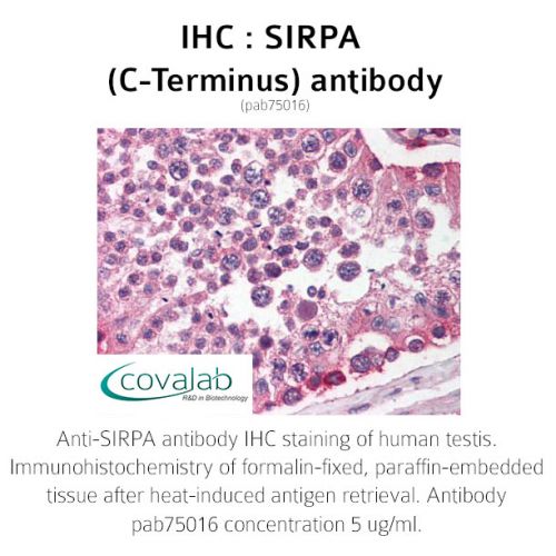 SIRPA (C-Terminus) antibody