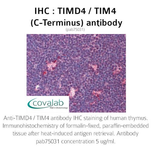 TIMD4 / TIM4 (C-Terminus) antibody