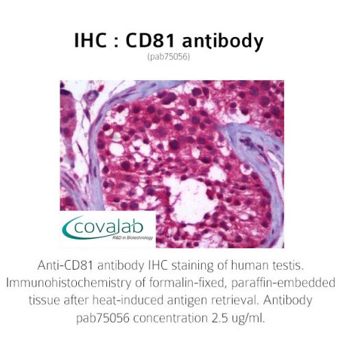 CD81 antibody