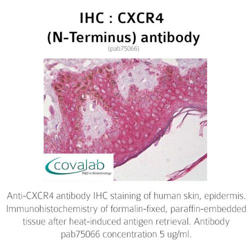 CXCR4 (N-Terminus) antibody