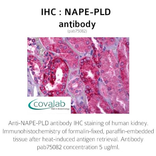 NAPE-PLD antibody