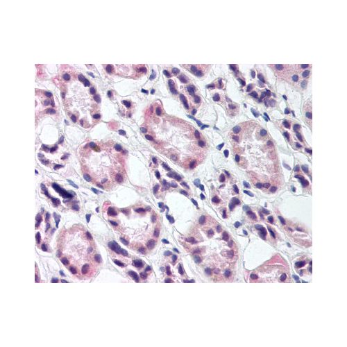 RREB1 antibody