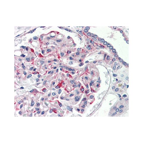 JAG1 / Jagged 1 (aa110-125) antibody