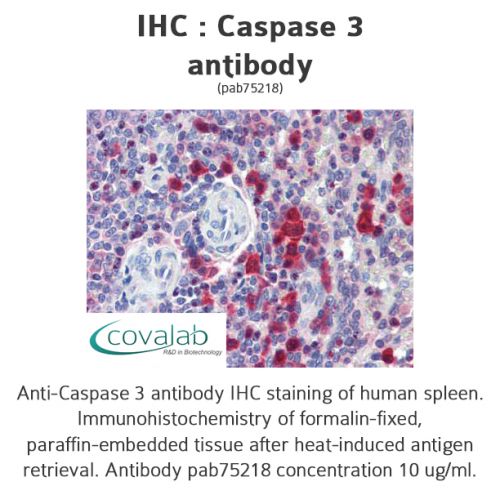 Caspase 3 antibody