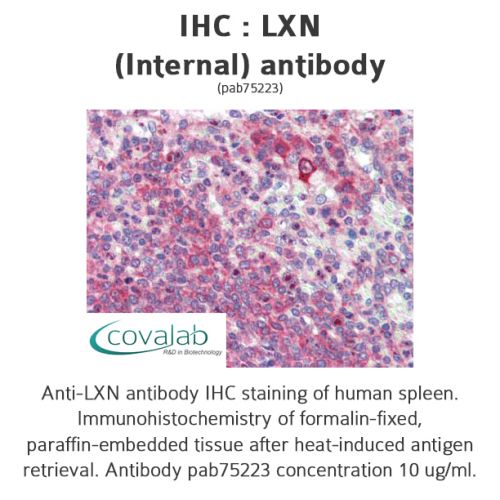 LXN (Internal) antibody