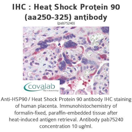 Heat Shock Protein 90 (aa250-325) antibody