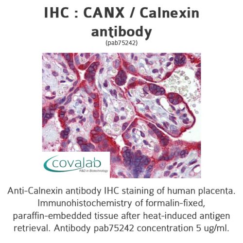 CANX / Calnexin antibody