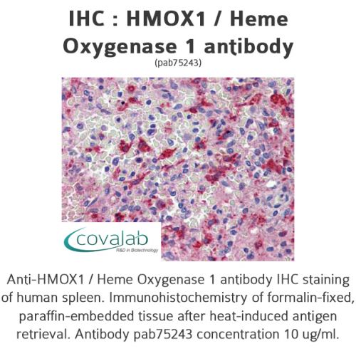 HMOX1 / Heme Oxygenase 1 antibody