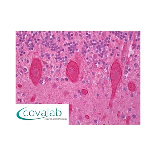 PRKCG / PKC-Gamma antibody