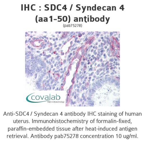 SDC4 / Syndecan 4 (aa1-50) antibody