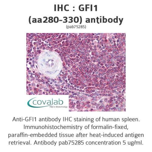 GFI1 (aa280-330) antibody