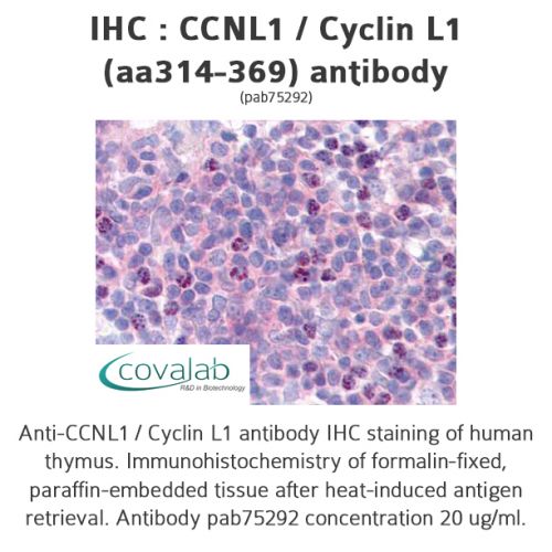 CCNL1 / Cyclin L1 (aa314-369) antibody
