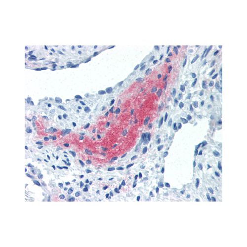 LEFTY2 (7C5G1H6H10) antibody
