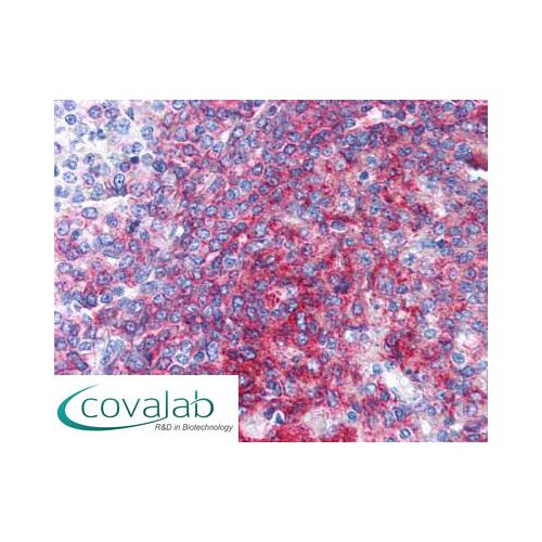 CD40 (LOB7/6) antibody