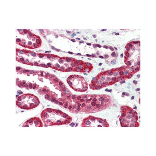 IGF1 Receptor (aa1264-1367) (JBW902) antibody