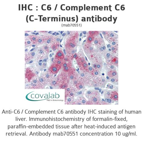 C6 / Complement C6 (C-Terminus) antibody